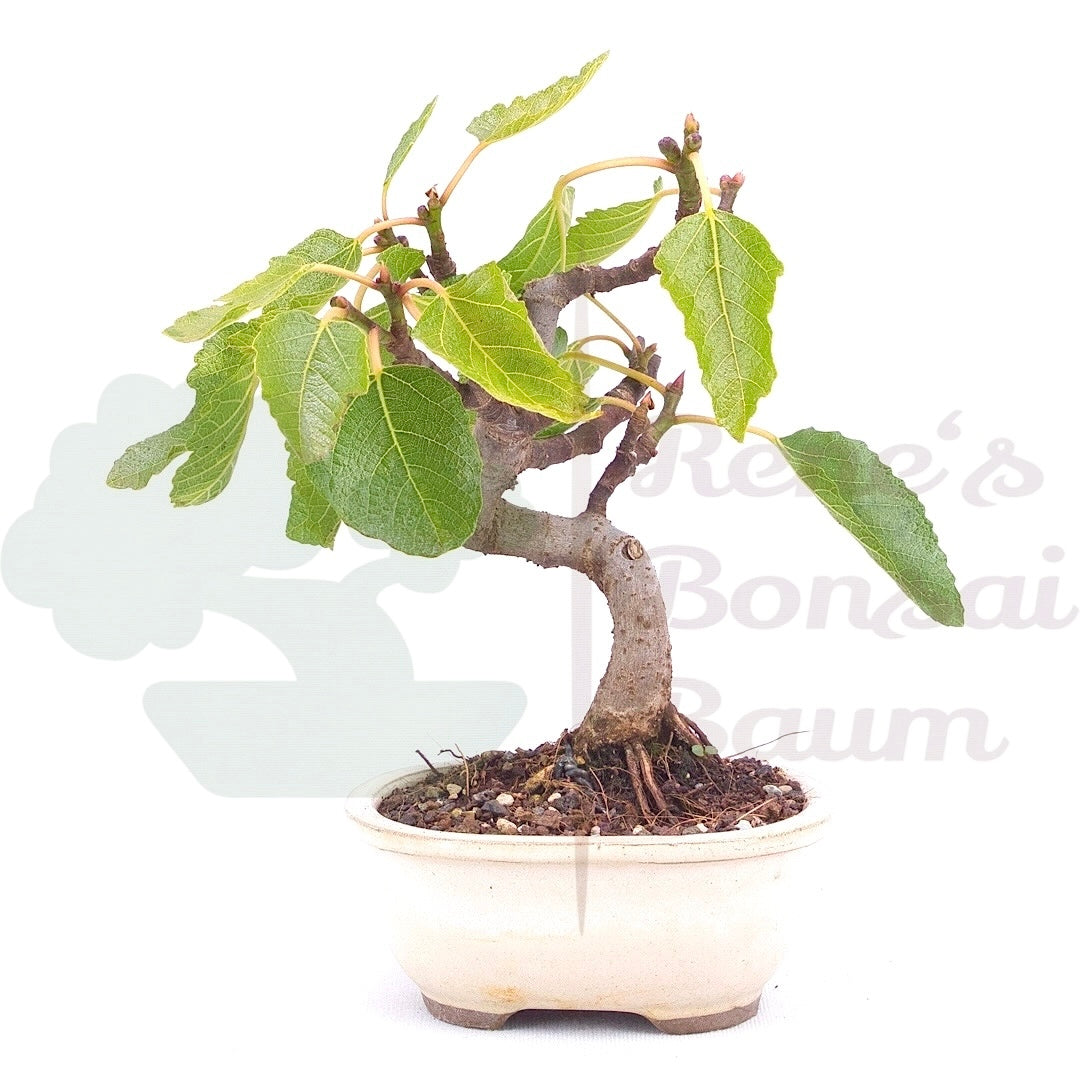 Essfeige 'Ficus carica'